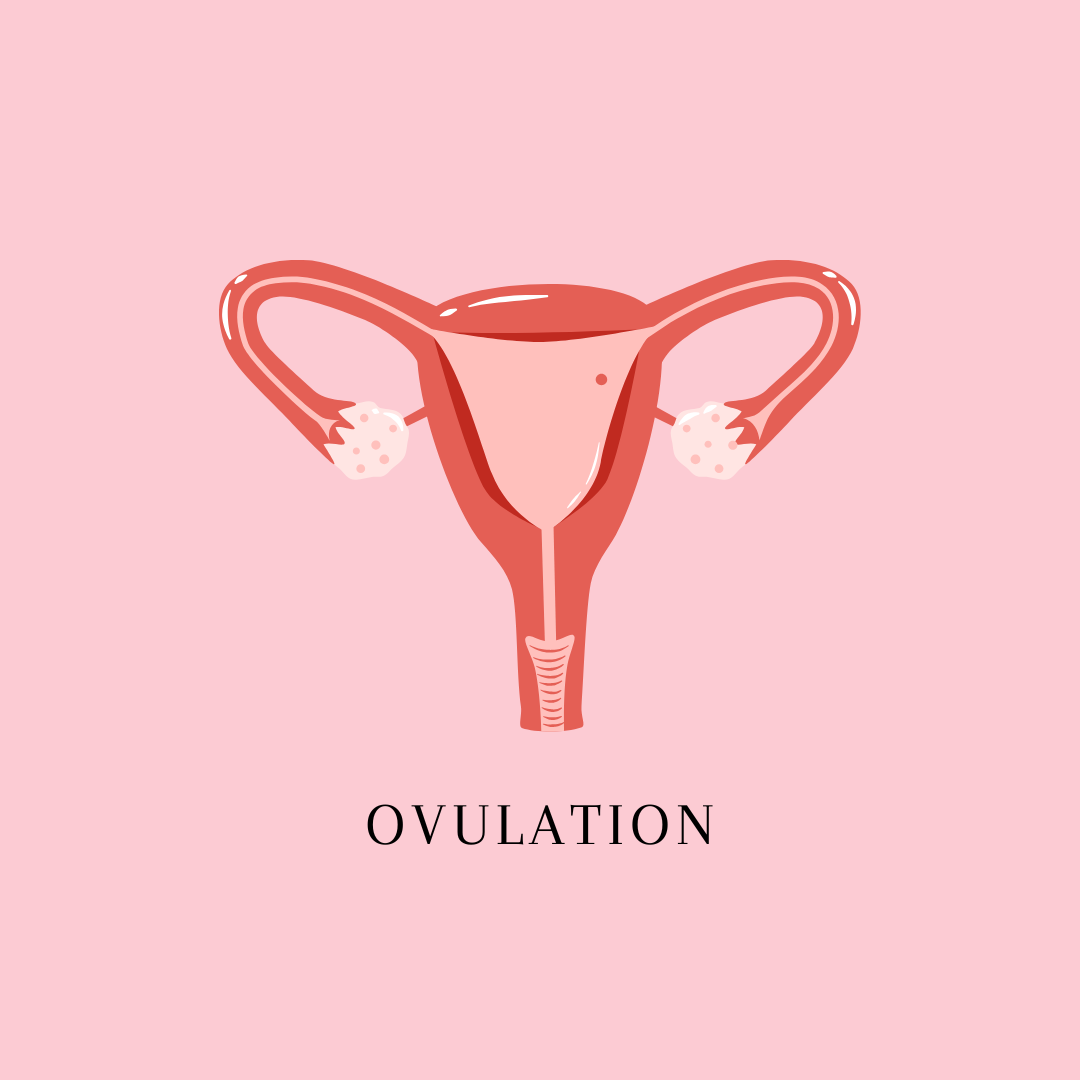 Comprendre l'ovulation